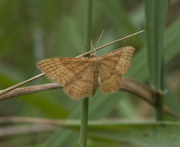 Tre falene (Crambidae, Noctuidae e Geometridae)